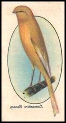 12 Lancashire Canary (Coppy)